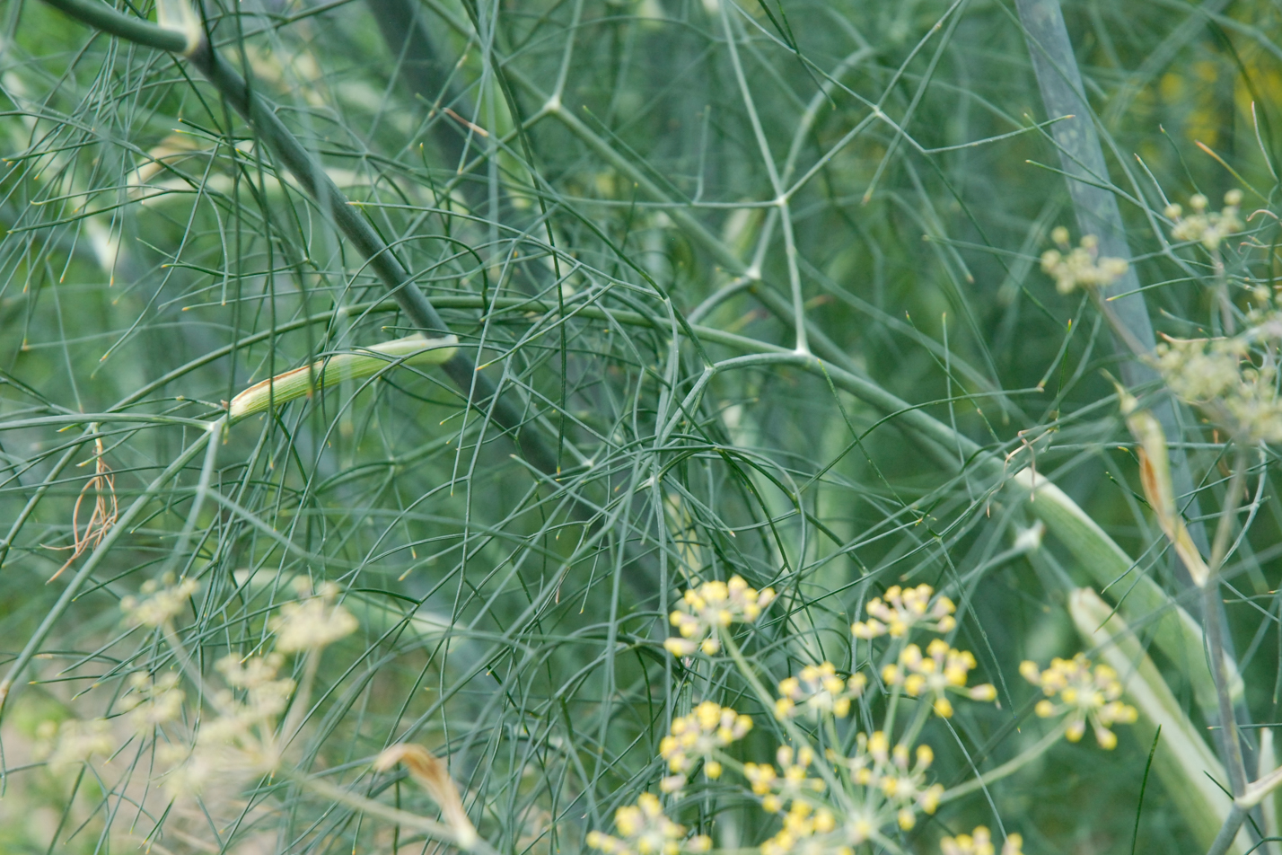 Bronze Fennel